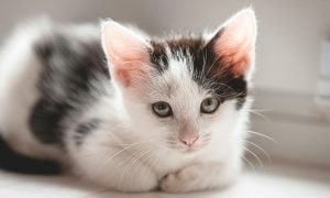 kitten black and white