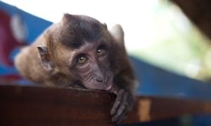 Long-tailed Macaque