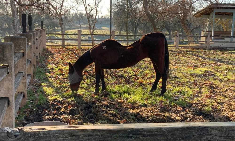 Malnourished horse