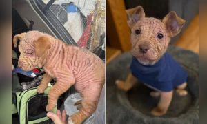 Bald puppy with and without sweater