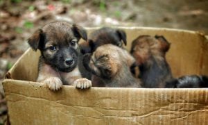 Puppies in a cardboard box