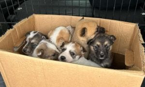 Rescued Puppies