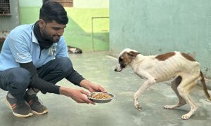 TOLFA staff member feeding malnourished dog