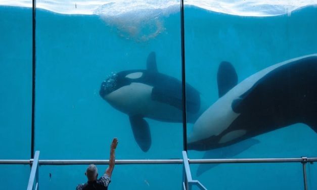 SIGN: Urge Marineland to Send Mother Orca and Her Son to Sanctuary