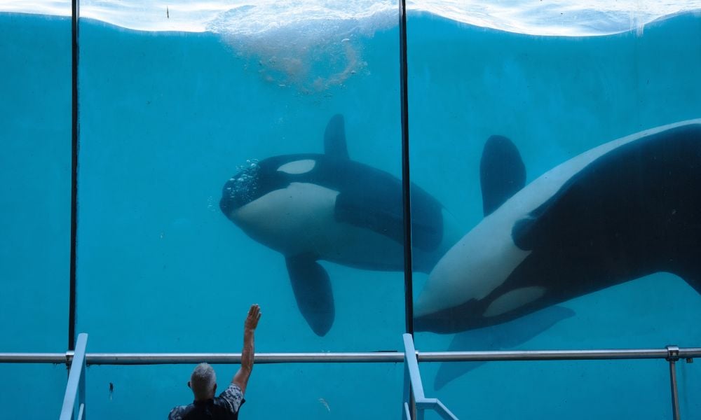 Two orcas in a tank