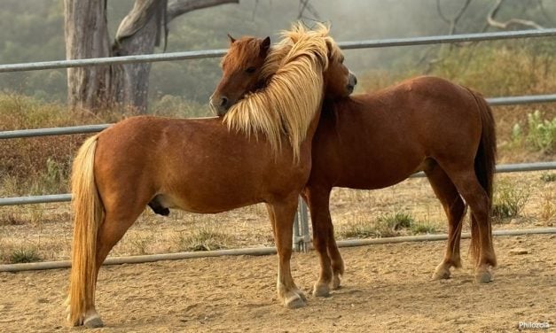 Two Ponies Heroically Rescued From Devastating Palisades Fire