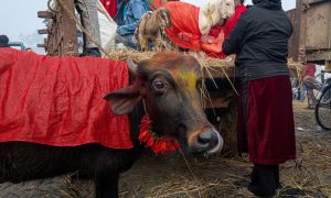 a buffalo and goats being brought in to the Gadhimai festival