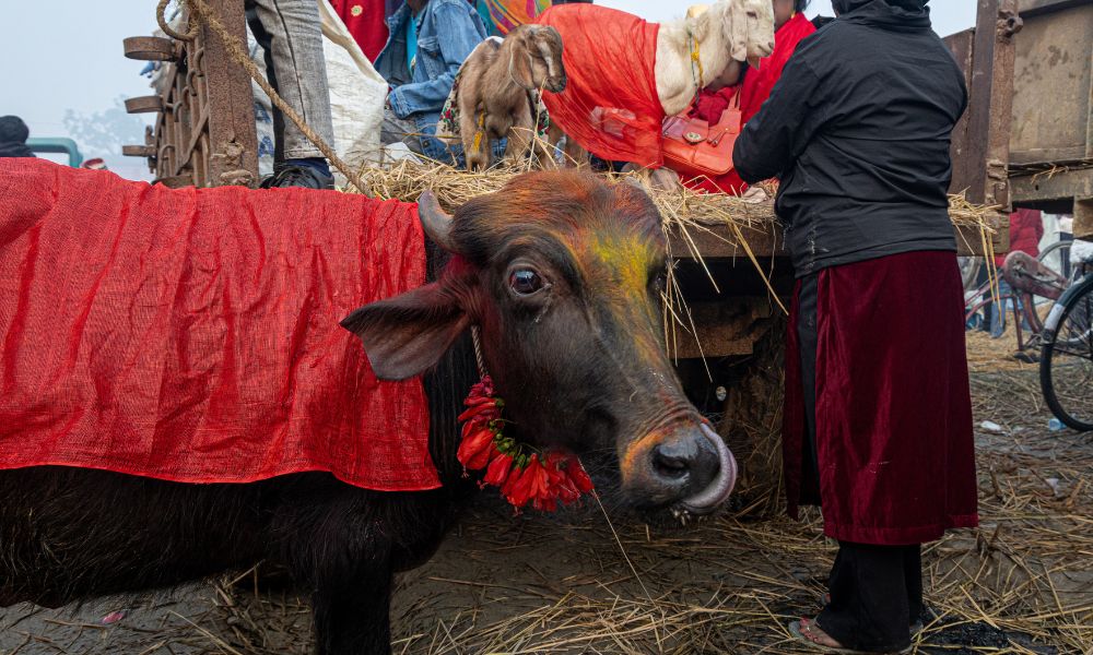 a buffalo and goats being brought in to the Gadhimai festival