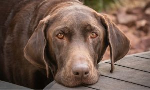 a chocolate lab dog outdoors