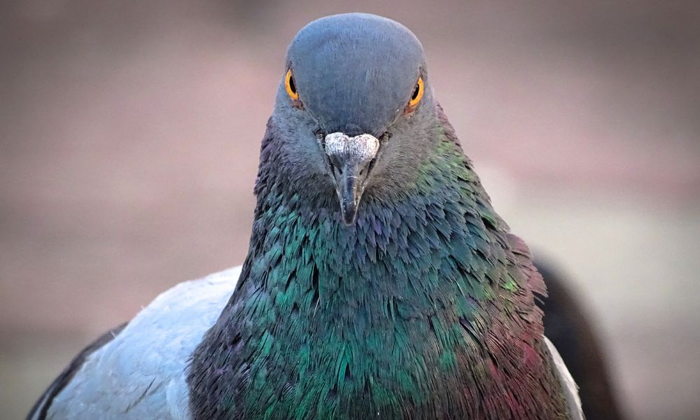 Pigeon Face