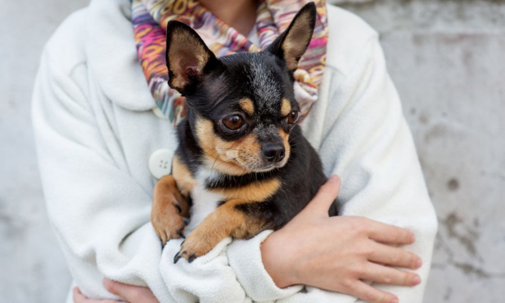 Chihuahua and human