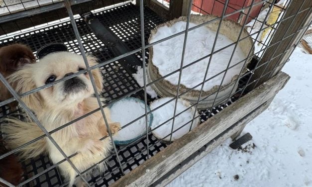 SIGN: Justice for Dozens of Dogs Suffering in Bitter Cold, Water Bowls Frozen Solid