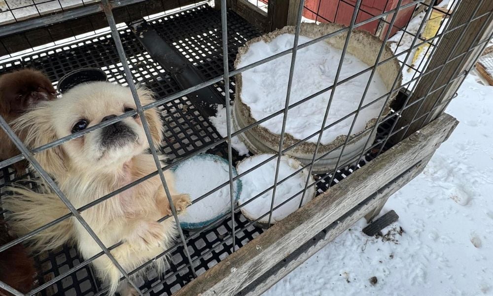 Dog in outdoor kennel