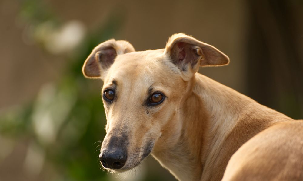 Greyhound