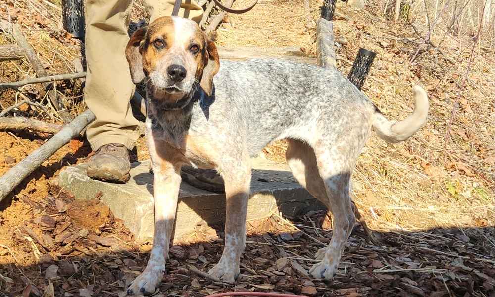 Dog rescued from cliffside