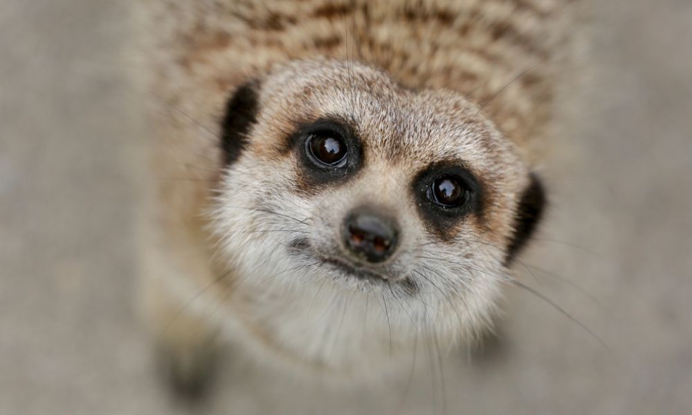 Meerkat
