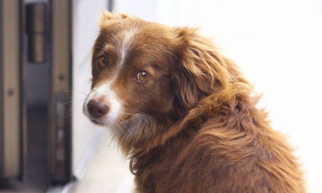 SIGN: Help Create a New York City Council Animal Issues Committee