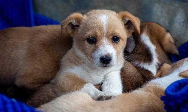 SIGN: Justice for 11 Puppies Discarded Like Trash in a Dumpster