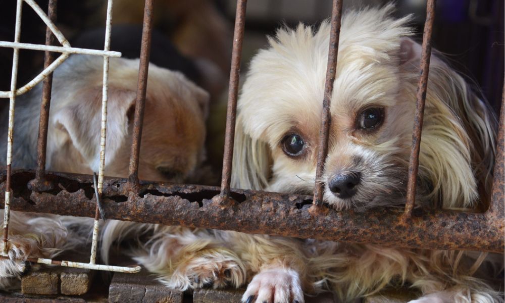 Dog in cage