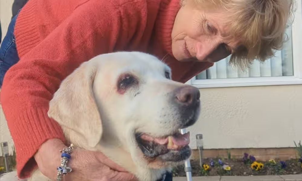 Labrador and guardian