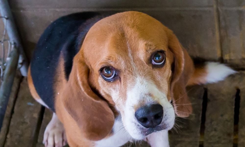 Sad beagle