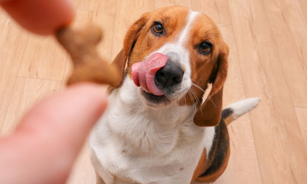 Dog receiving treat
