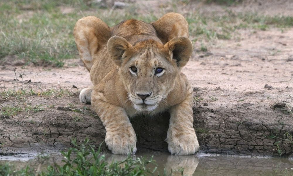 Lion at watering hole