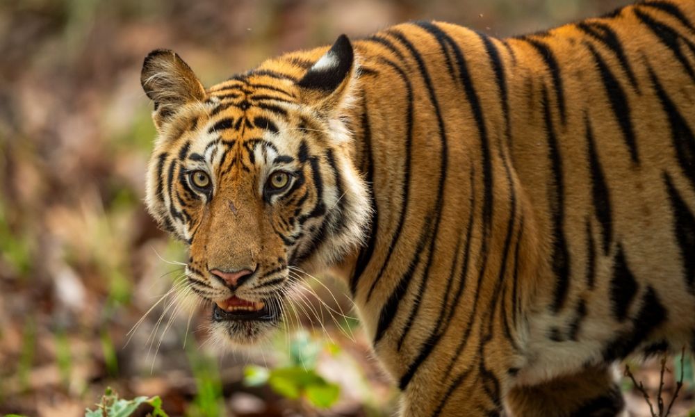 Tiger in the wild