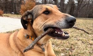 Rescue dog with stick in mouth