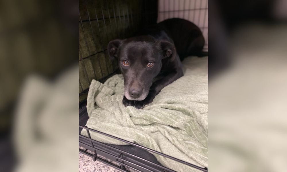 Dog rescued from under shed