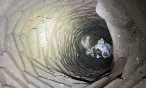 Dog stuck in well