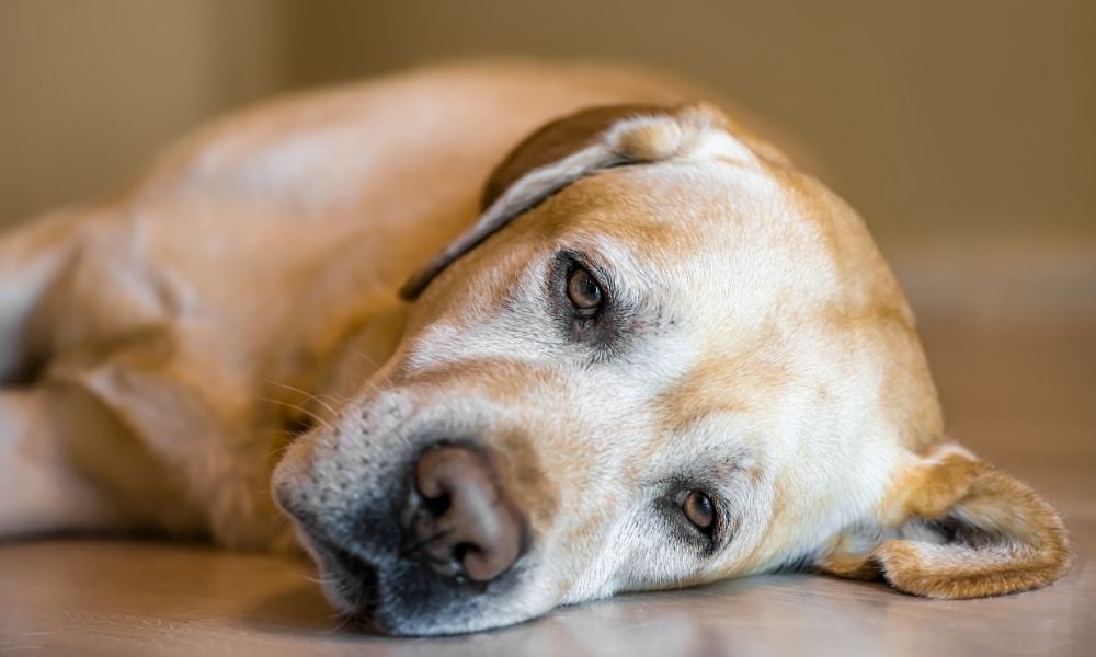 Dog laying on floor