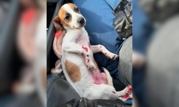 SIGN: Justice for Puppy Covered in Painful Burns After Allegedly Being Intentionally Placed in Scalding Water