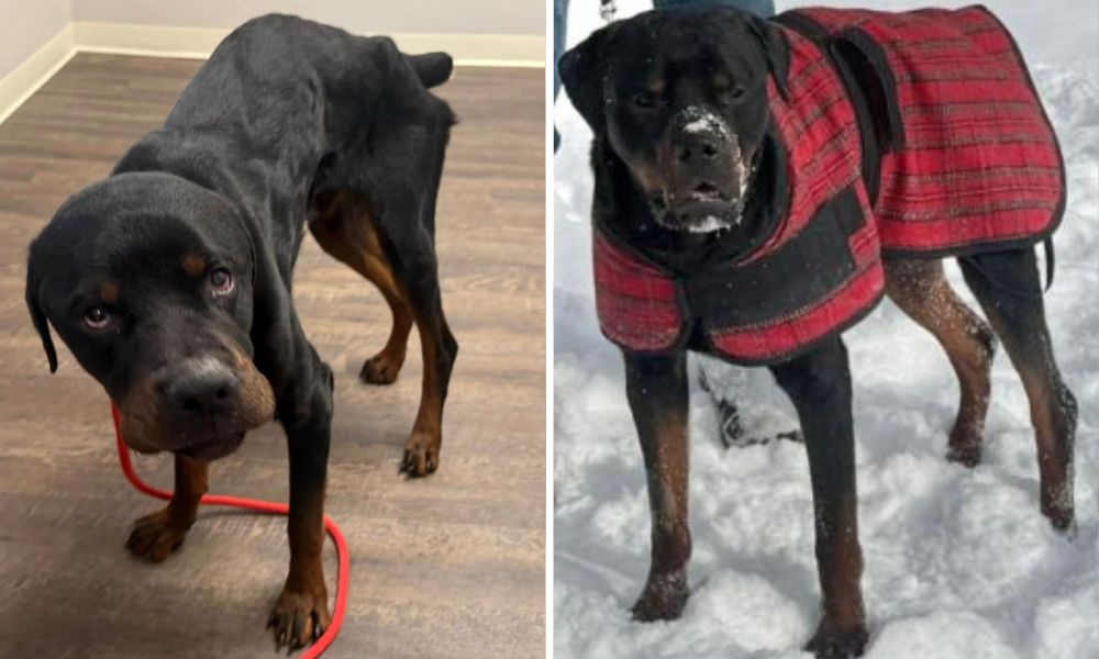 Hank Before & After