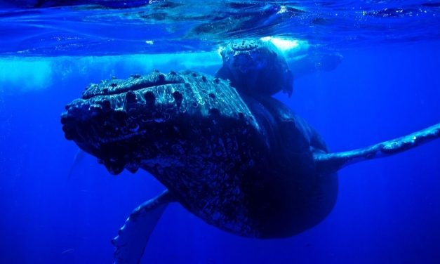 Humpback Whale Song Shares Similarities With Human Language, Study Shows