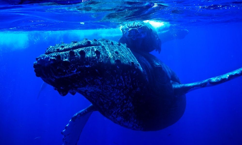 Humpback whale