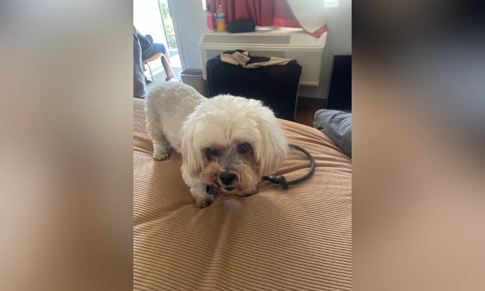 Man Jailed for Violently Kicking Senior Shih Tzu Leading to Service Dog’s Death