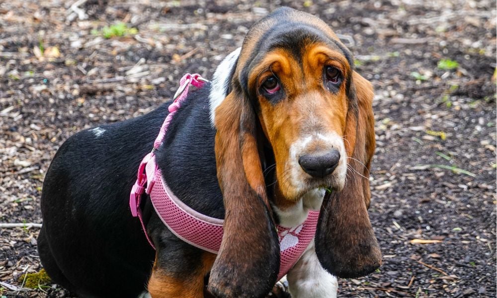 Sad Basset Hound