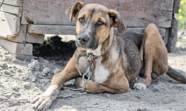 SIGN: Tell Alabama to Ban Cruel Dog Tethering