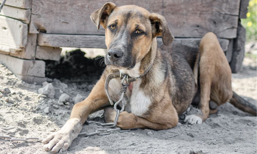 Sad chained dog