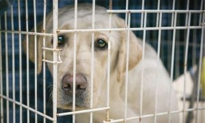 Sad Dog in Cage