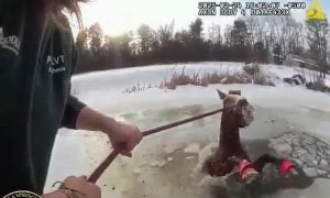 Horse in icy pond