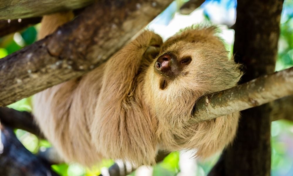 Two toed sloth