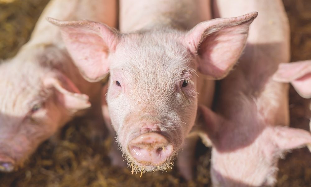 Three piglets