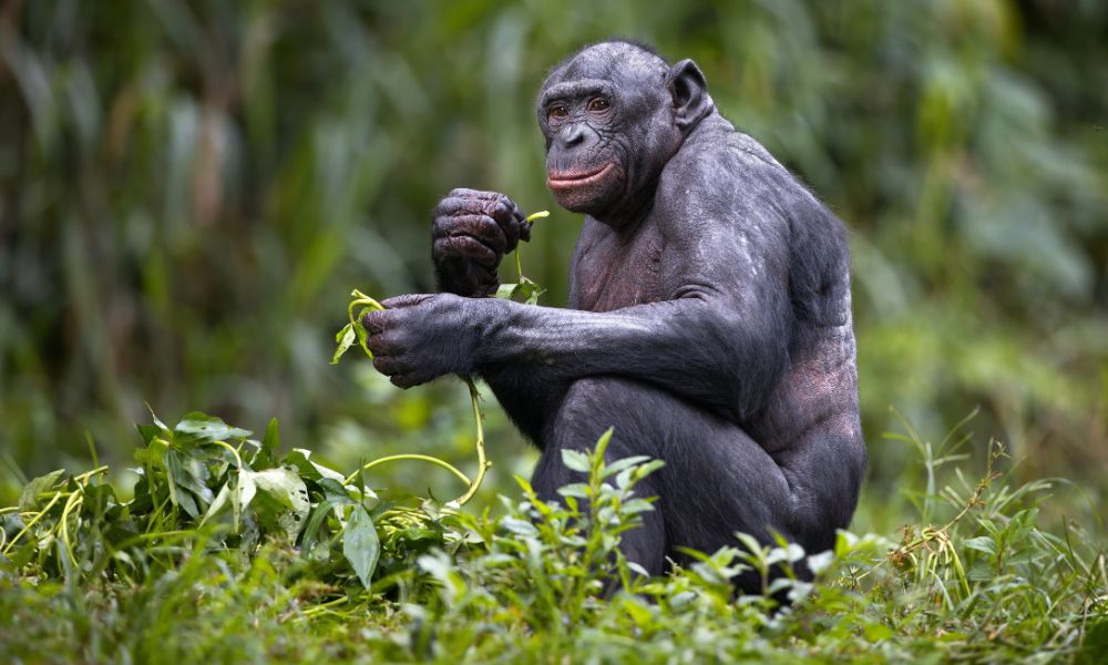 Bonobo