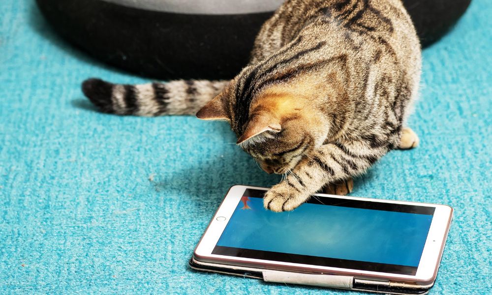 Withdrawn Shelter Cats Are Now Happy & Adoption-Ready Thanks to iPads and TVs
