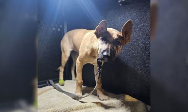 SIGN: Justice for Puppy Slammed to the Ground, Kicked in the Face, and Hung by Her Leash