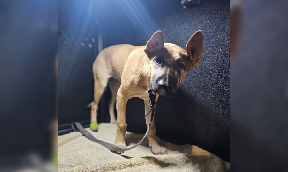 SIGN: Justice for Puppy Slammed to the Ground, Kicked in the Face, and Hung by Her Leash