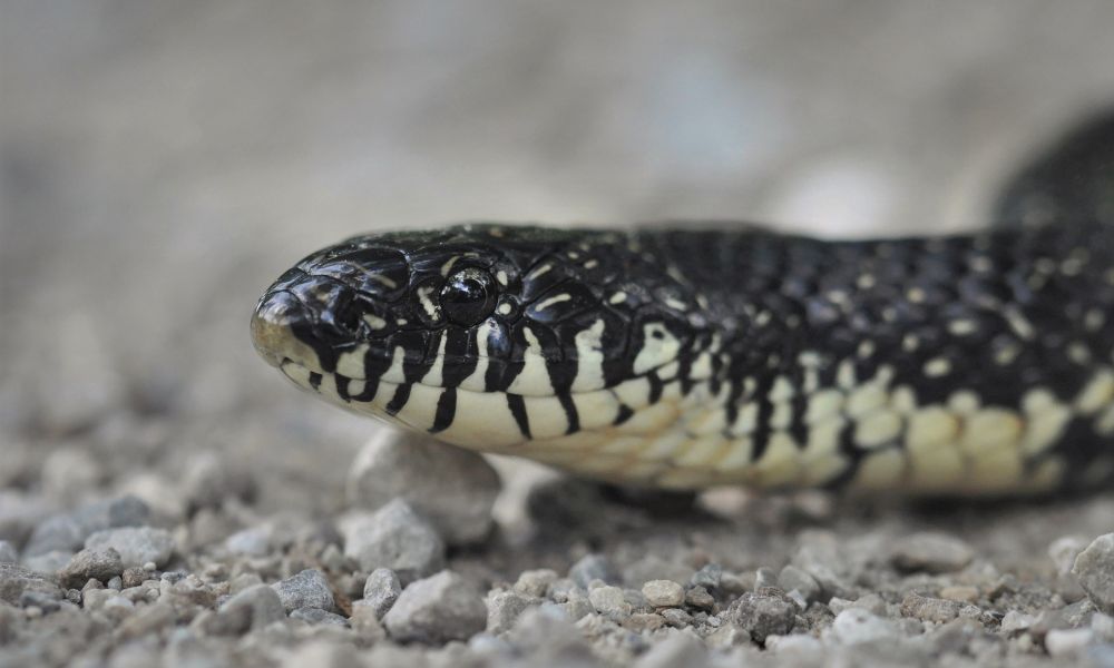 Eastern Kingsnake