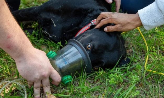 Rescuers Team Up to Save Dog Trapped in Burning Home